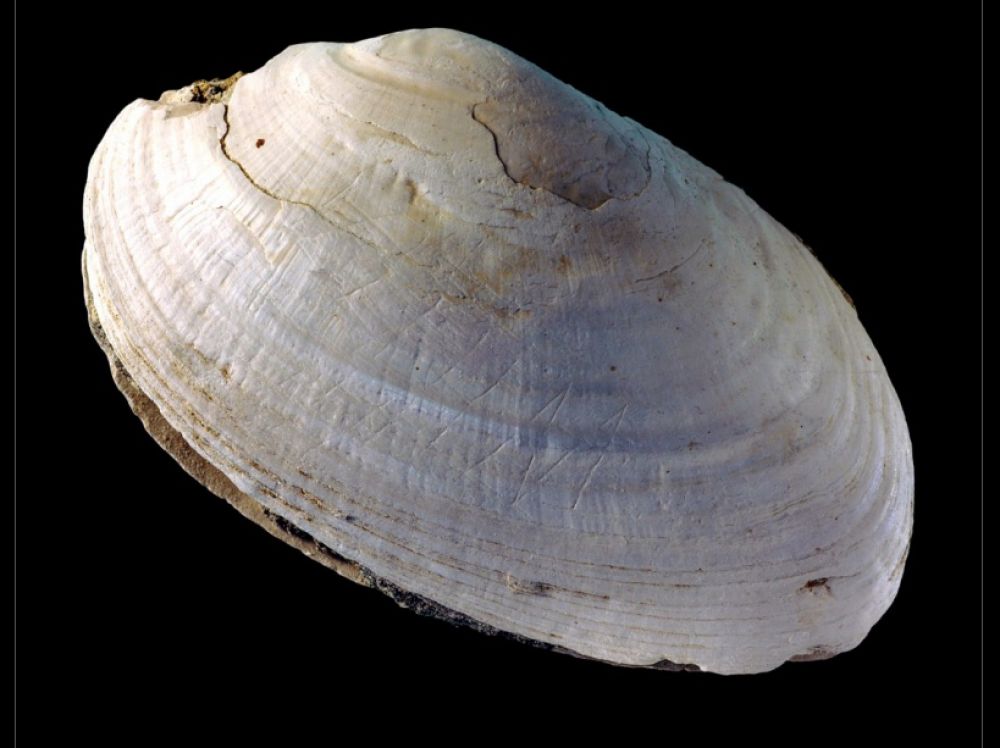 Un article sur le coquillage gravé par Homo erectus. Java, Indonésie. 