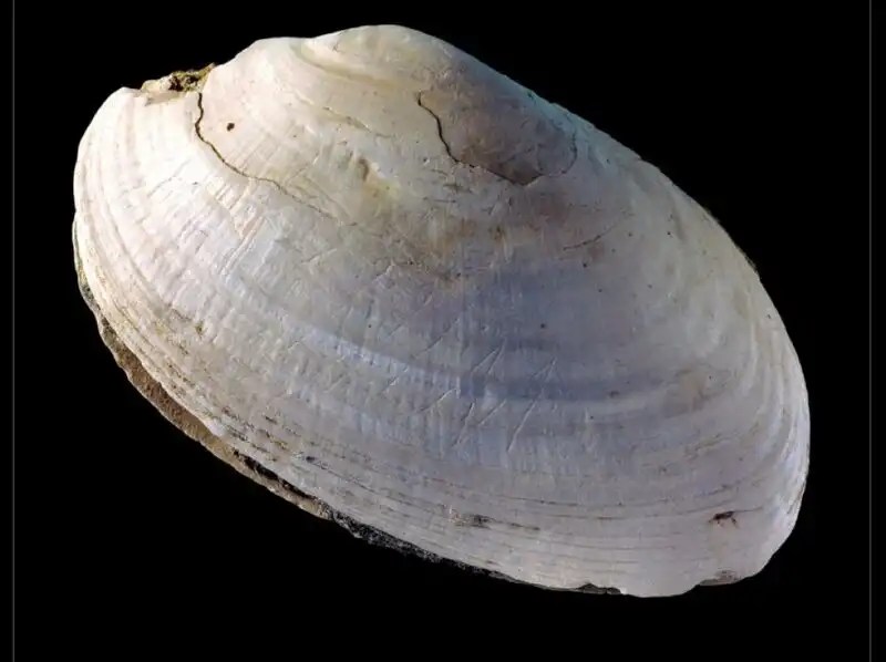 Un petit zigzag gravé sur un coquillage par Homo erctus (par un Homo erectus, bien sûr) et trouvé à Java, en Indonésie.